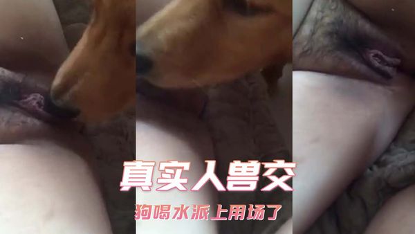 【台湾JVID】真实人兽交 狗喝水派上用场了